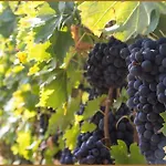 ホテル Loggio Winery And Boutique 4*