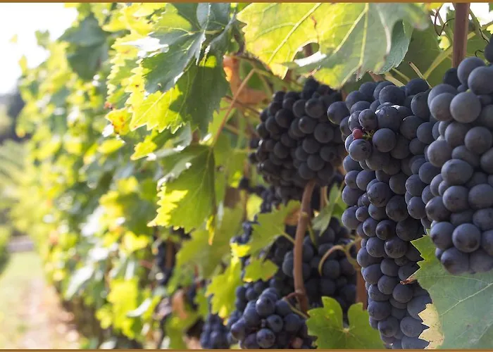 Отель Loggio Winery And Boutique 4*