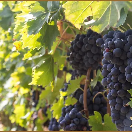 Hotell Loggio Winery And Boutique 4*